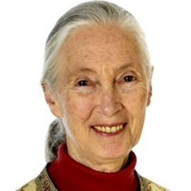 Jane Goodall